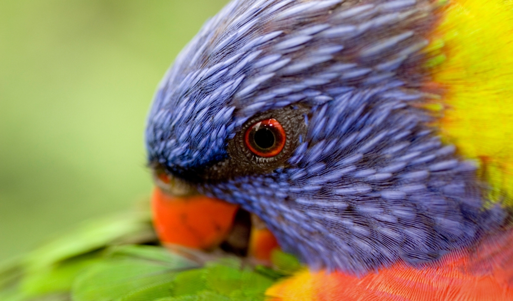 Rainbow Lorikeet for 1024 x 600 widescreen resolution