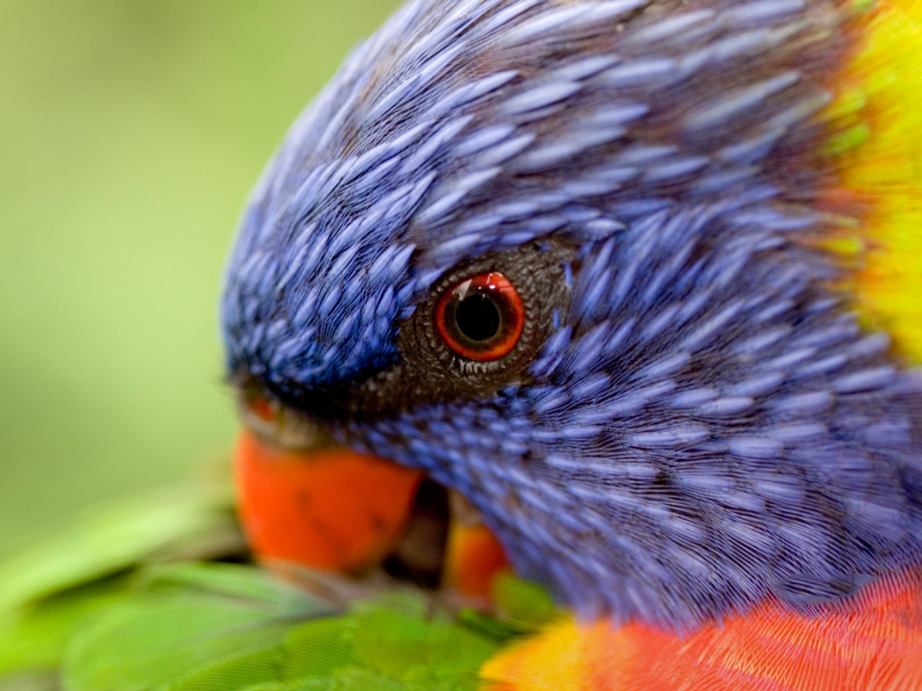 Rainbow Lorikeet for 1024 x 768 resolution