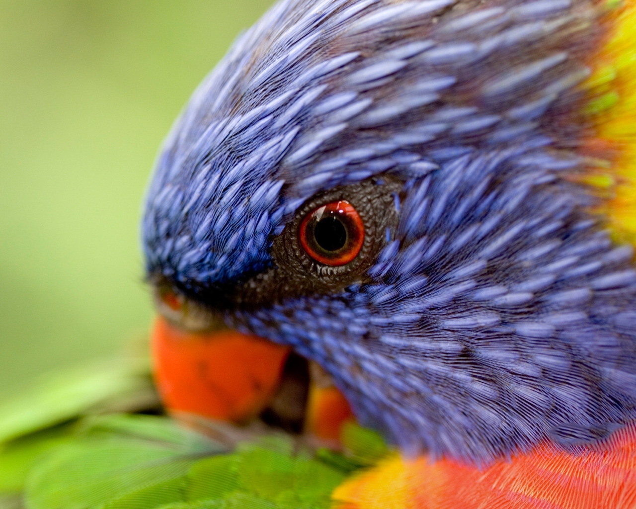 Rainbow Lorikeet for 1280 x 1024 resolution