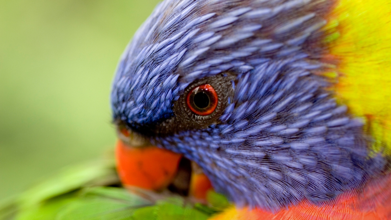 Rainbow Lorikeet for 1366 x 768 HDTV resolution