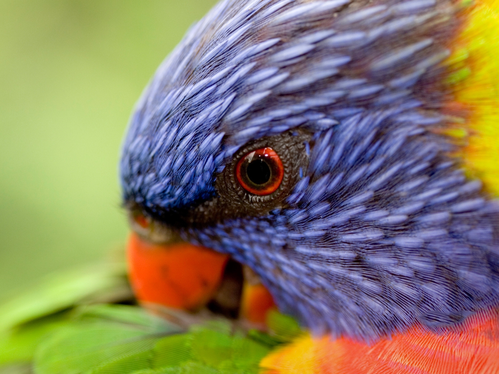 Rainbow Lorikeet for 1600 x 1200 resolution