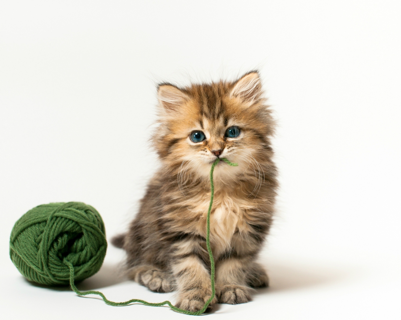Really Cute Kitty for 1280 x 1024 resolution