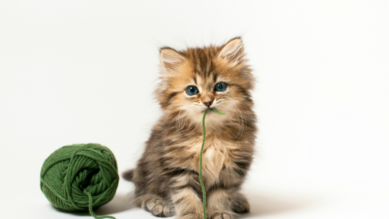 Really Cute Kitty for 1366 x 768 HDTV resolution
