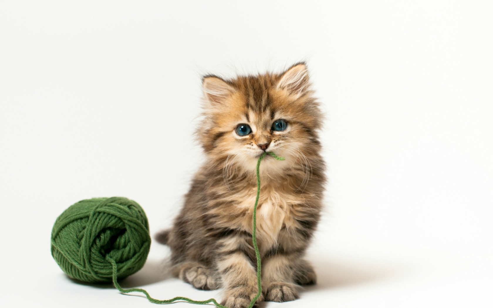 Really Cute Kitty for 1680 x 1050 widescreen resolution
