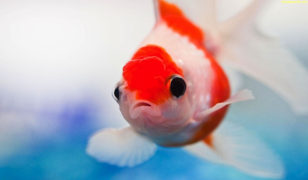 Red and White Small Fish for 1024 x 600 widescreen resolution