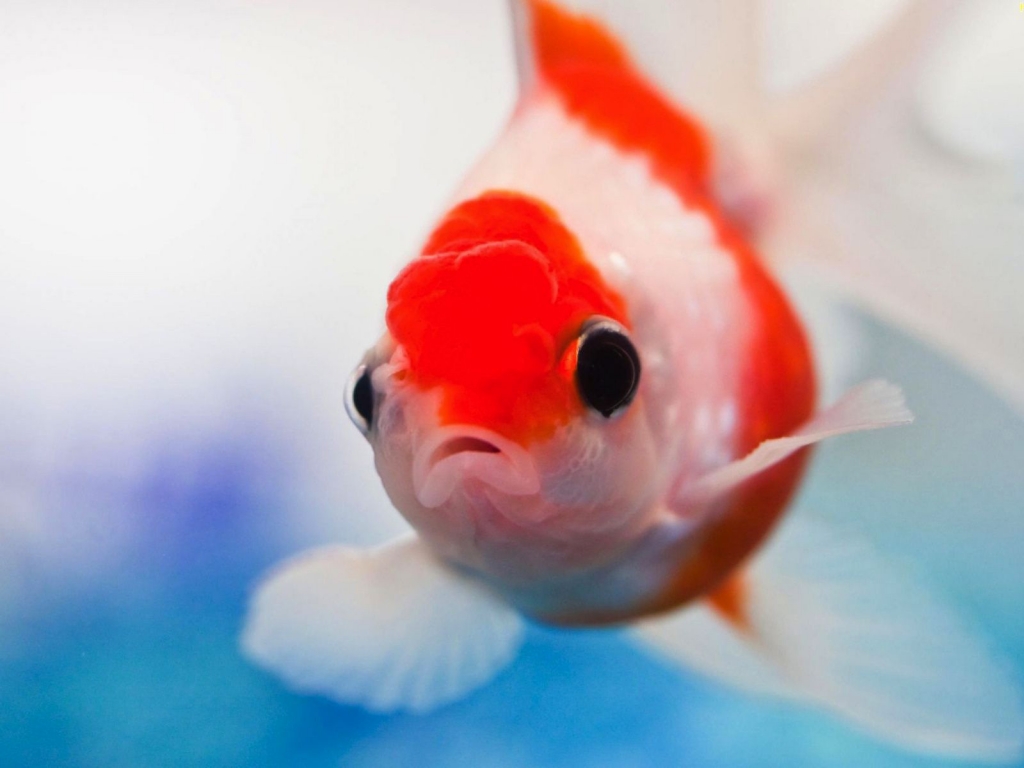 Red and White Small Fish for 1024 x 768 resolution
