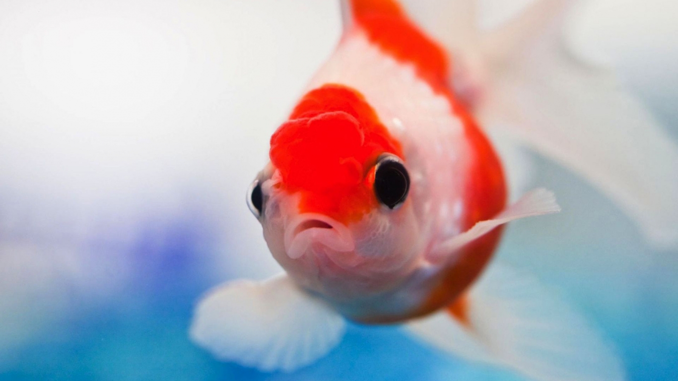 Red and White Small Fish for 1366 x 768 HDTV resolution