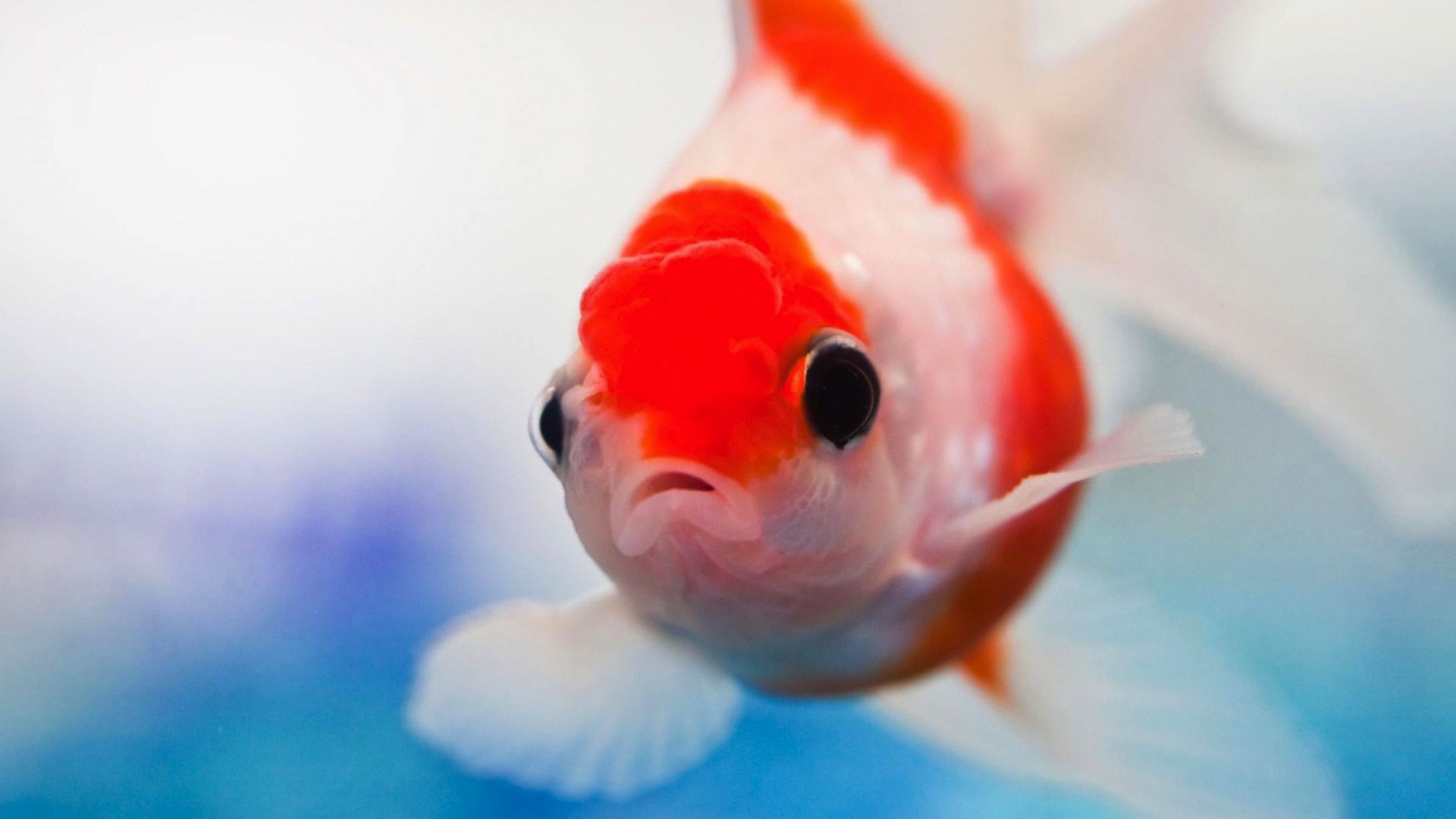 Red and White Small Fish for 1680 x 945 HDTV resolution
