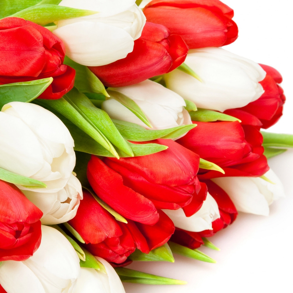 Red and White Tulips for 1024 x 1024 iPad resolution