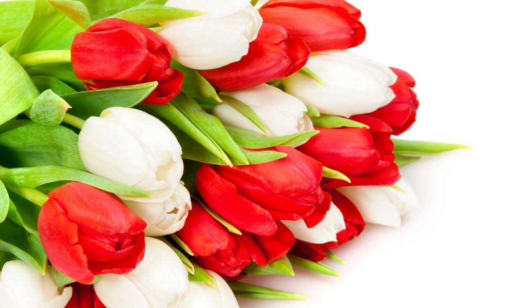 Red and White Tulips for 1024 x 600 widescreen resolution