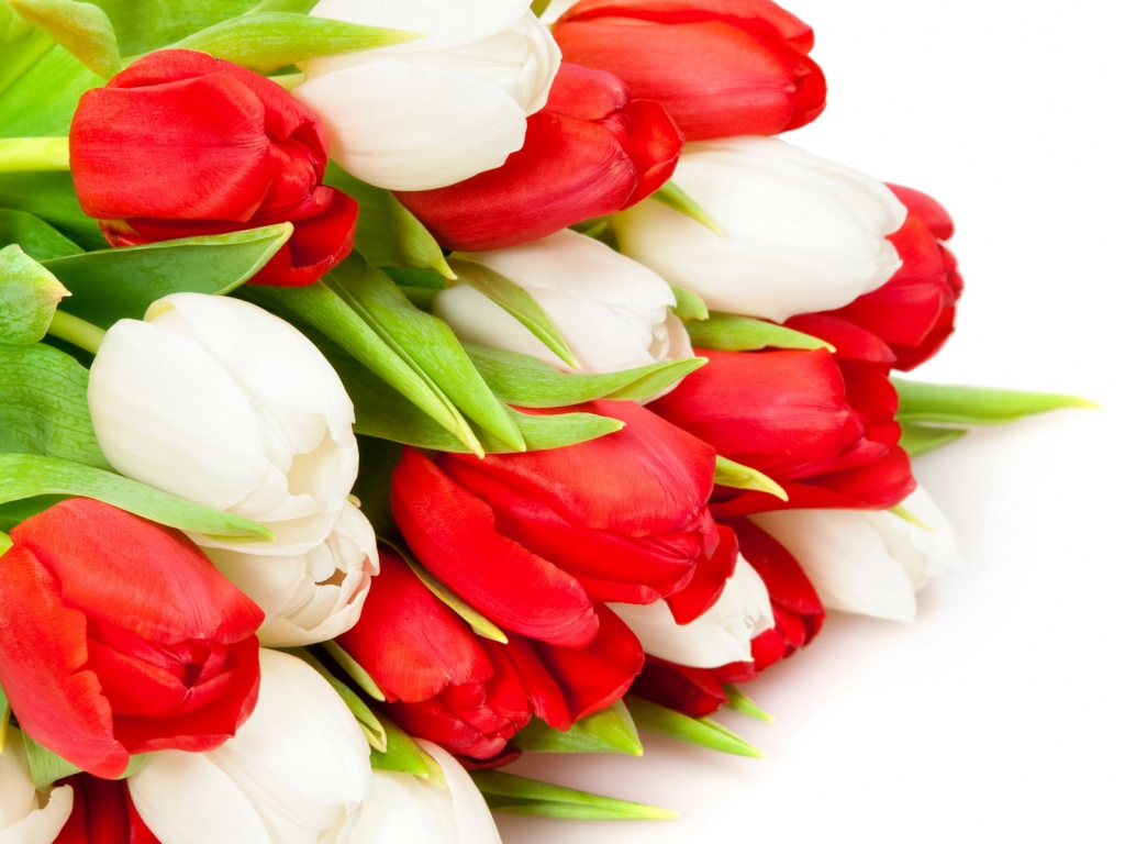 Red and White Tulips for 1024 x 768 resolution