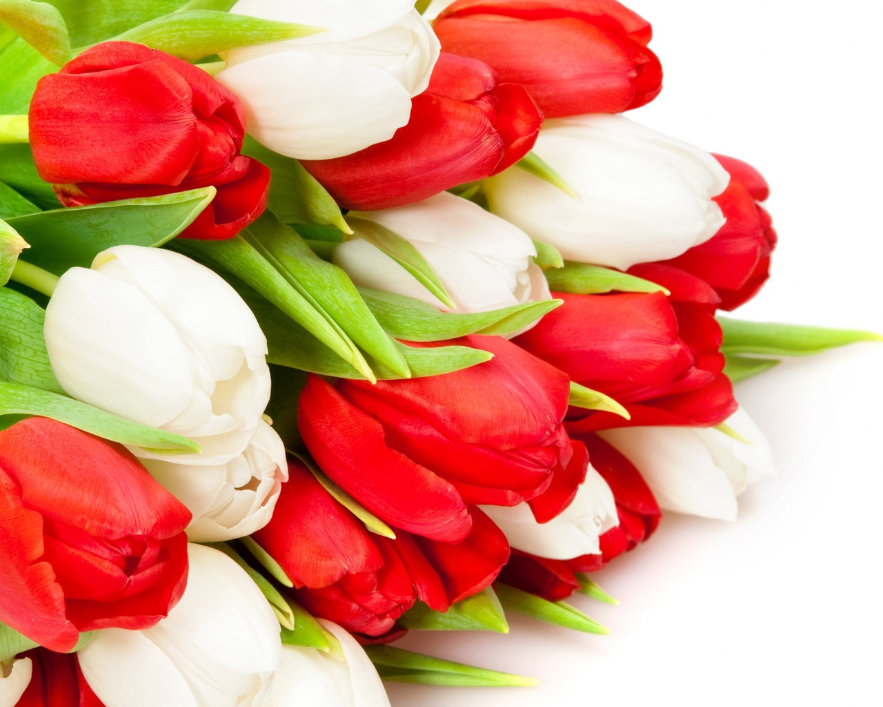 Red and White Tulips for 1280 x 1024 resolution