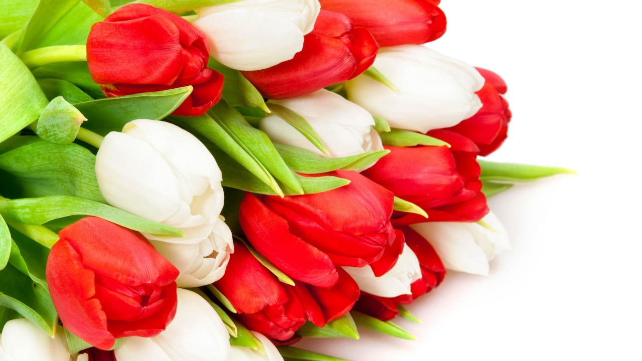 Red and White Tulips for 1280 x 720 HDTV 720p resolution
