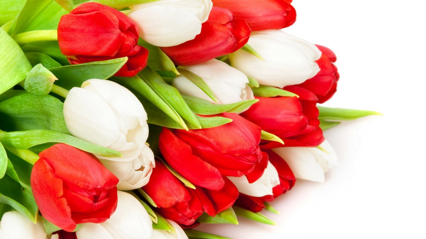 Red and White Tulips for 1366 x 768 HDTV resolution