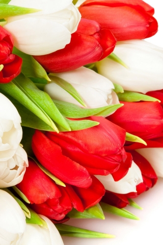 Red and White Tulips for 320 x 480 iPhone resolution