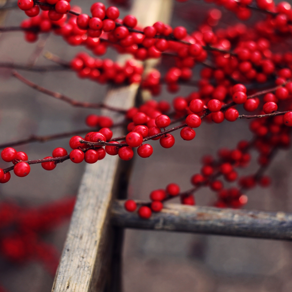 Red Berries Branches for 1024 x 1024 iPad resolution