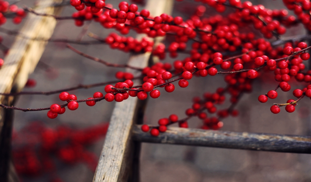 Red Berries Branches for 1024 x 600 widescreen resolution