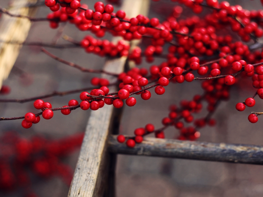 Red Berries Branches for 1024 x 768 resolution