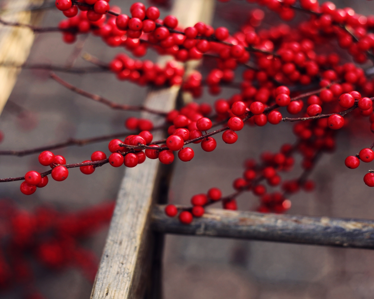 Red Berries Branches for 1280 x 1024 resolution