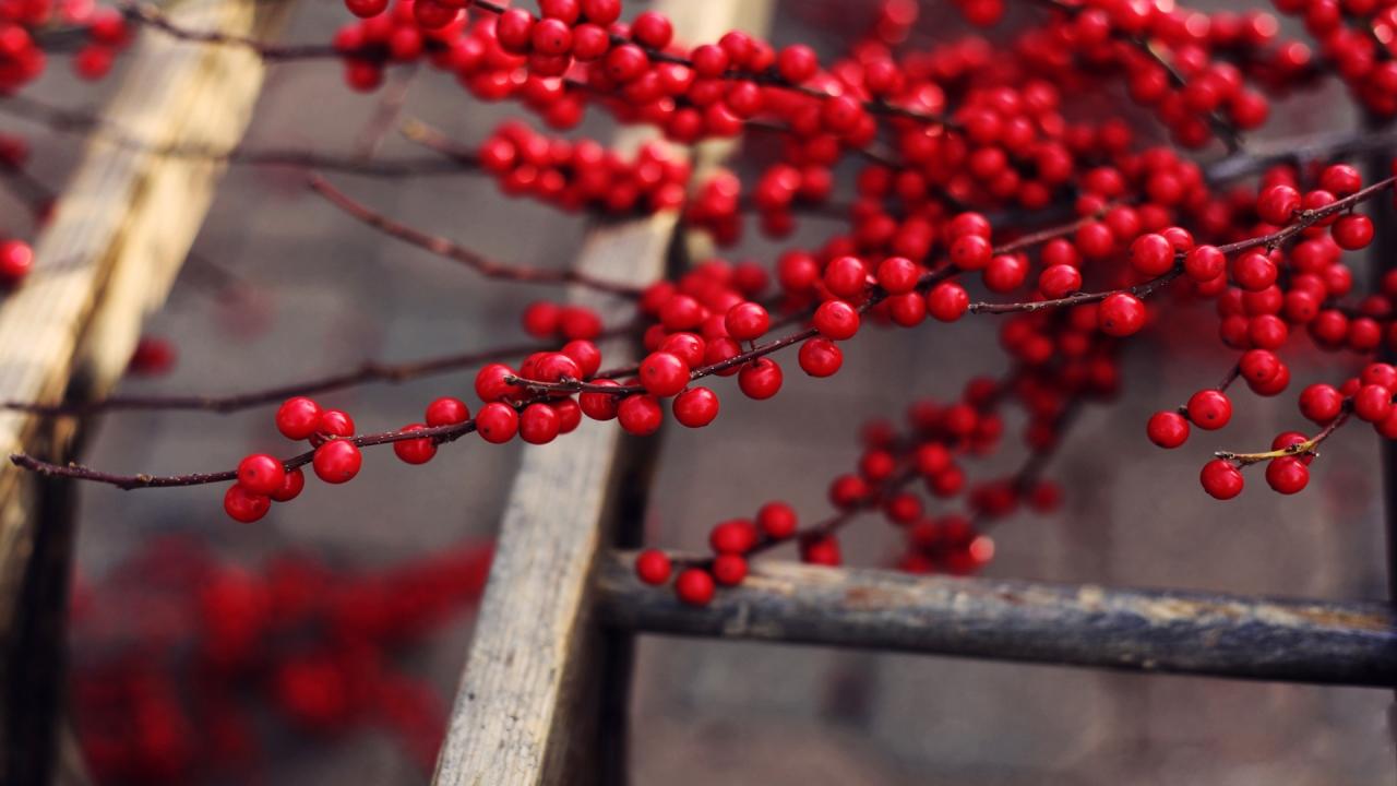 Red Berries Branches for 1280 x 720 HDTV 720p resolution