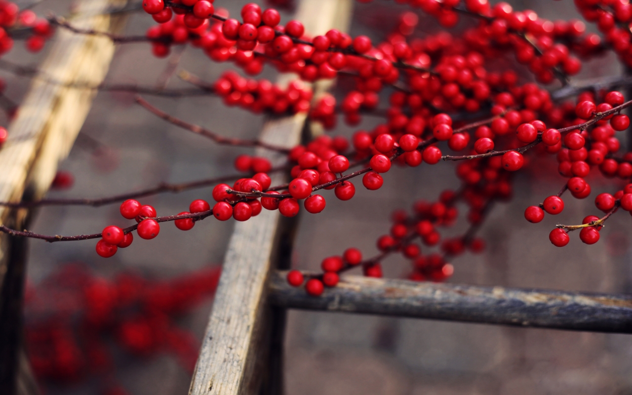 Red Berries Branches for 1280 x 800 widescreen resolution