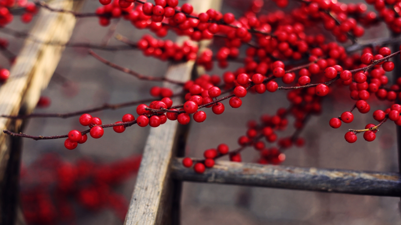 Red Berries Branches for 1366 x 768 HDTV resolution