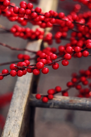 Red Berries Branches for 320 x 480 iPhone resolution