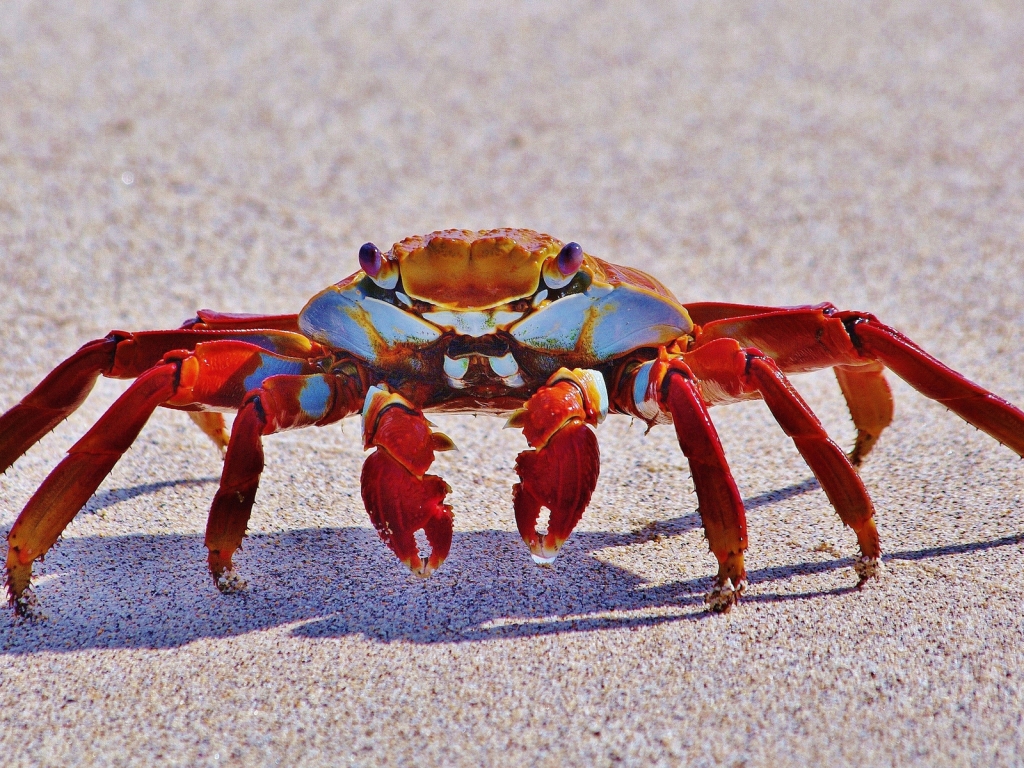 Red Crab for 1024 x 768 resolution