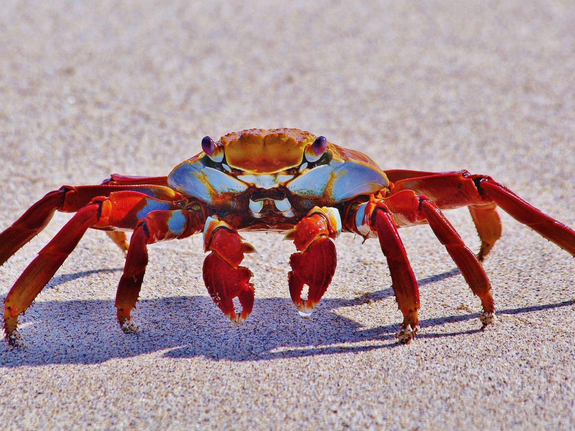 Red Crab for 1152 x 864 resolution