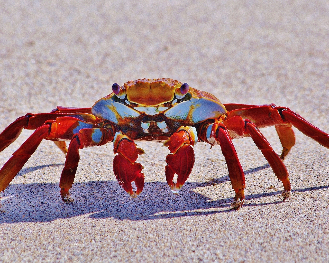 Red Crab for 1280 x 1024 resolution