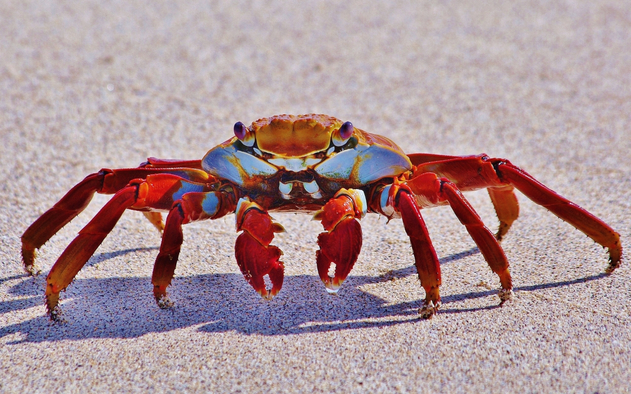 Red Crab for 1280 x 800 widescreen resolution