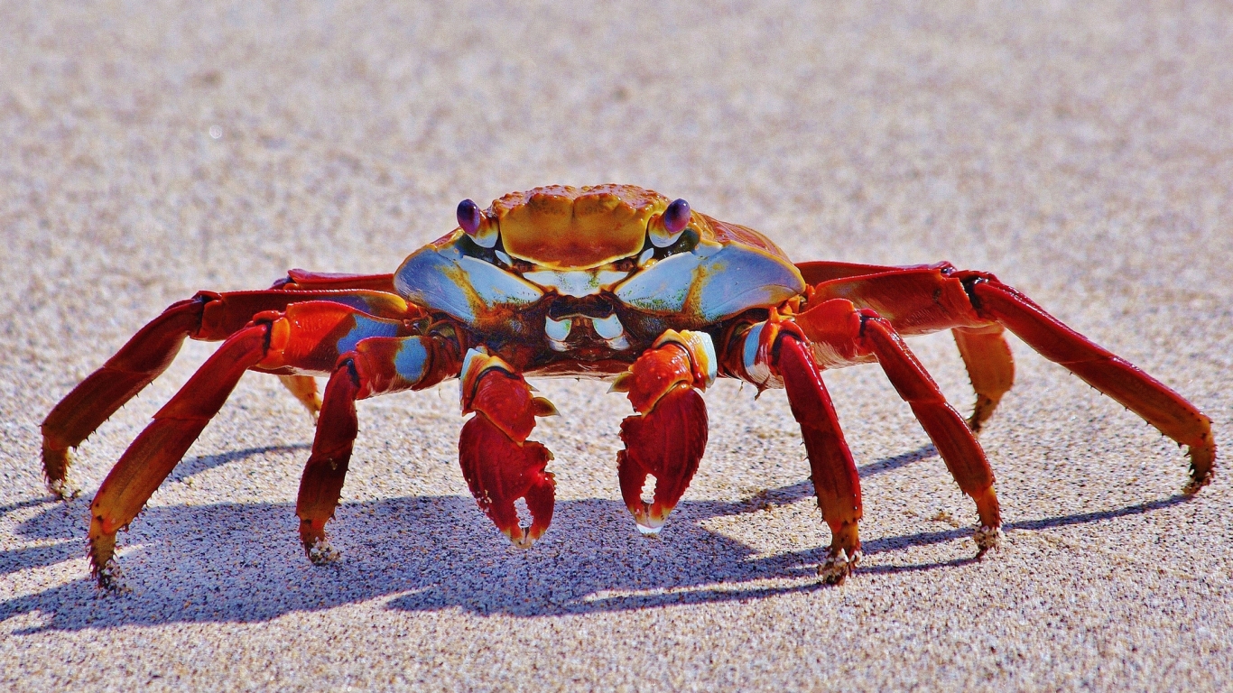 Red Crab for 1366 x 768 HDTV resolution