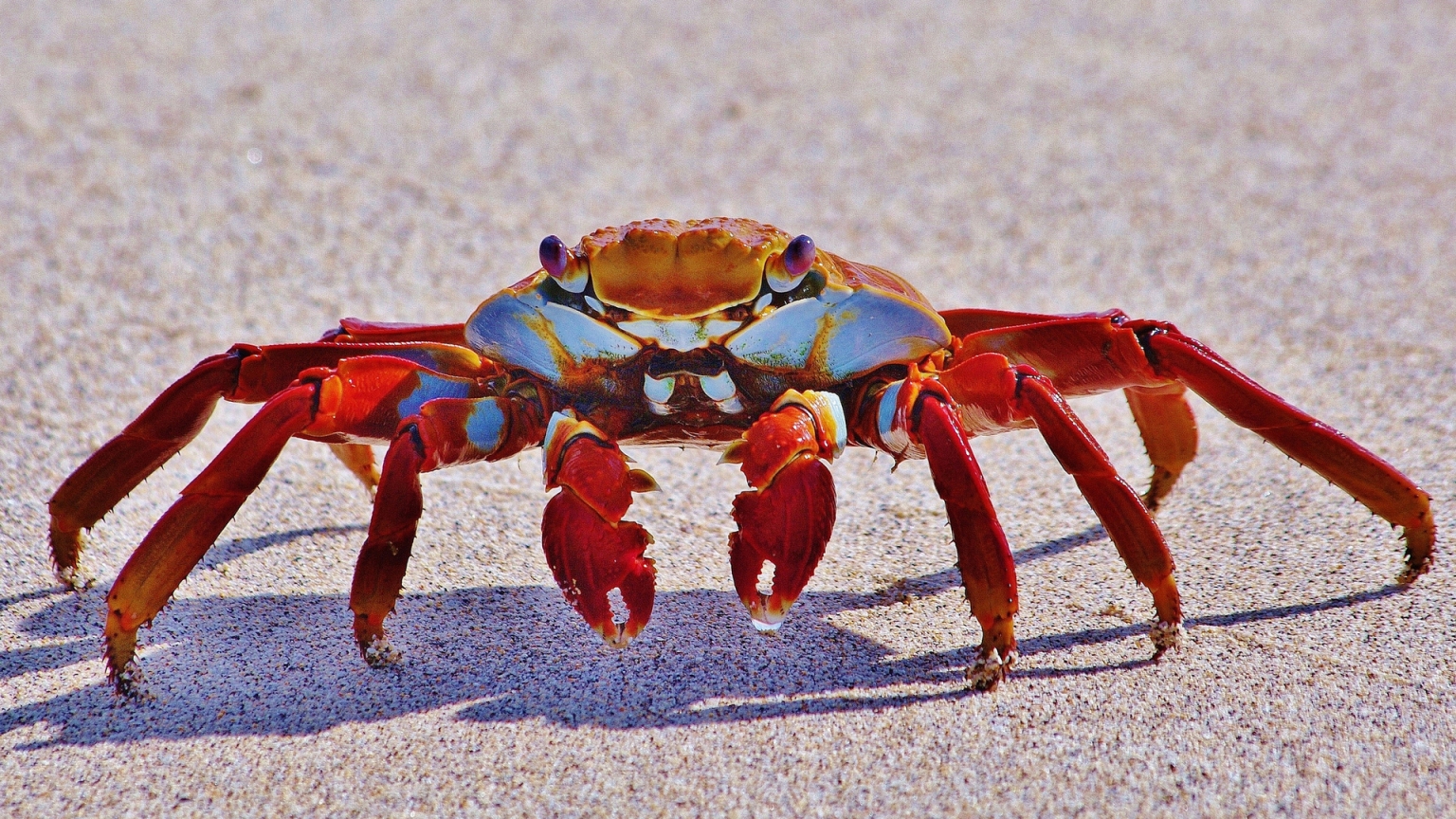Red Crab for 1536 x 864 HDTV resolution