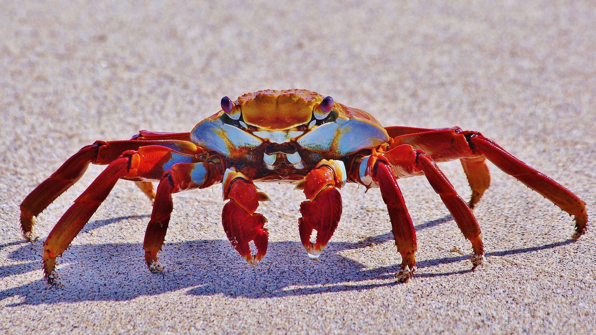 Red Crab for 1920 x 1080 HDTV 1080p resolution
