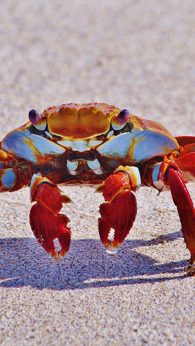 Red Crab for 640 x 1136 iPhone 5 resolution