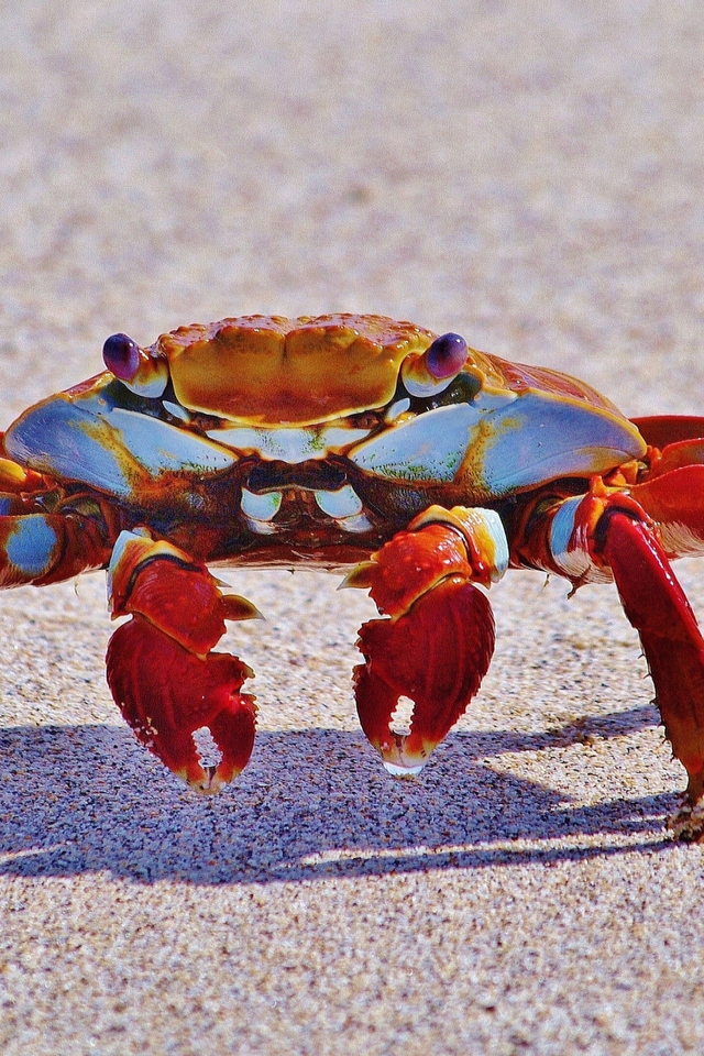 Red Crab for 640 x 960 iPhone 4 resolution