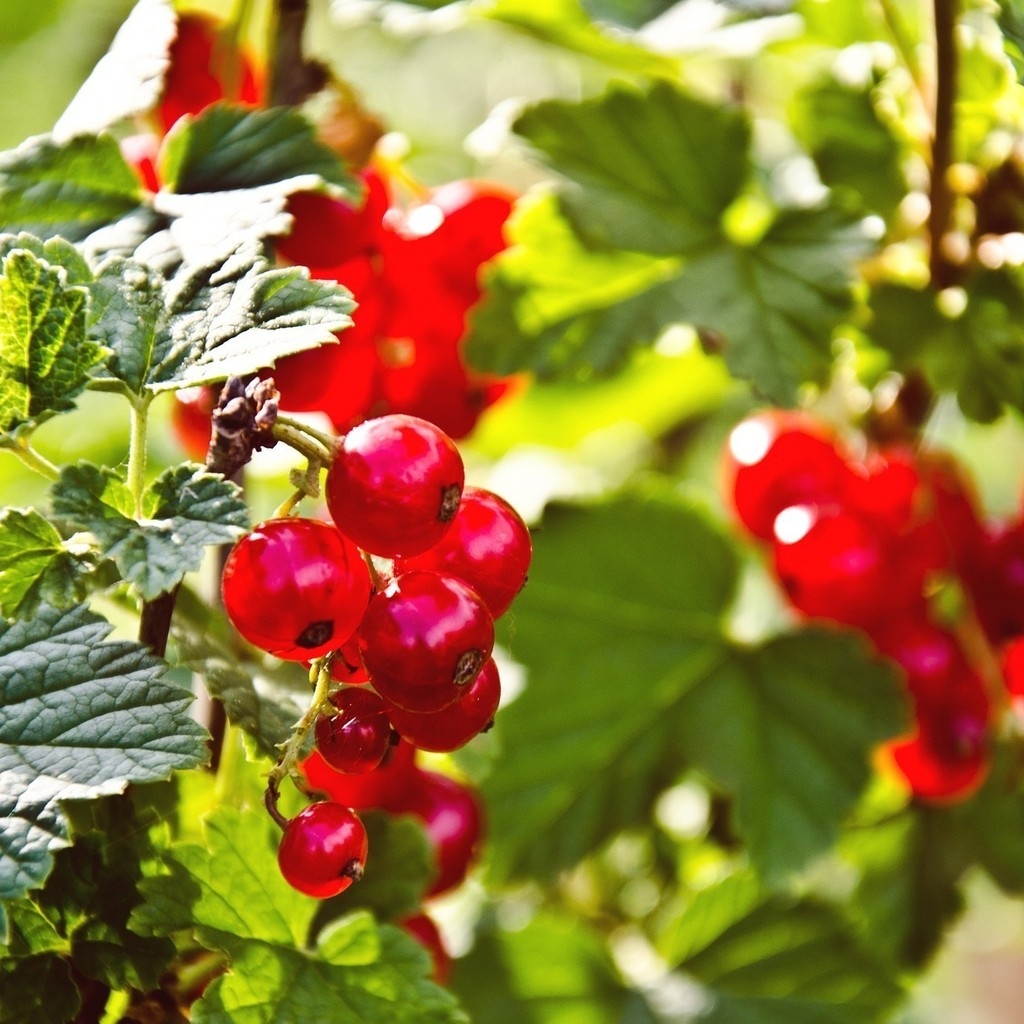 Red Currants for 1024 x 1024 iPad resolution