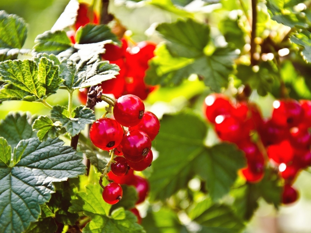 Red Currants for 1024 x 768 resolution