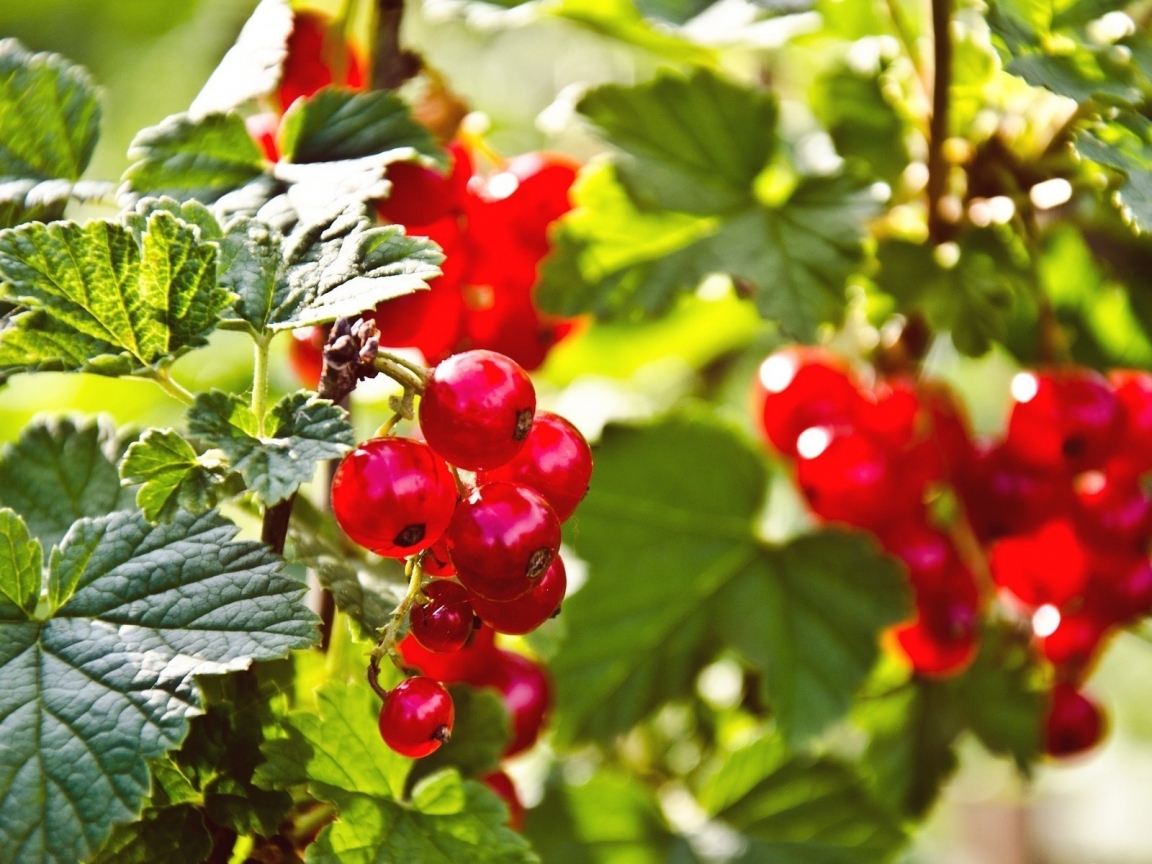 Red Currants for 1152 x 864 resolution