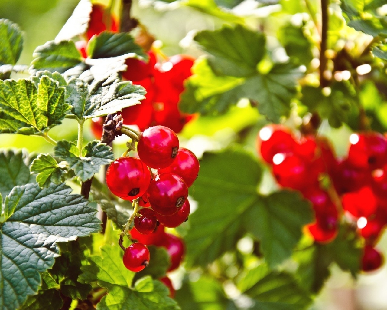 Red Currants for 1280 x 1024 resolution