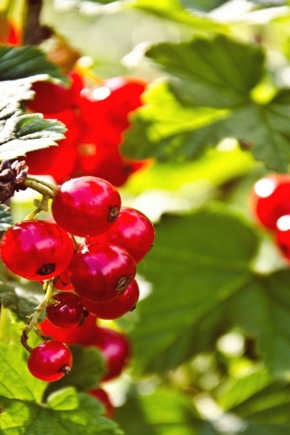 Red Currants for 320 x 480 iPhone resolution