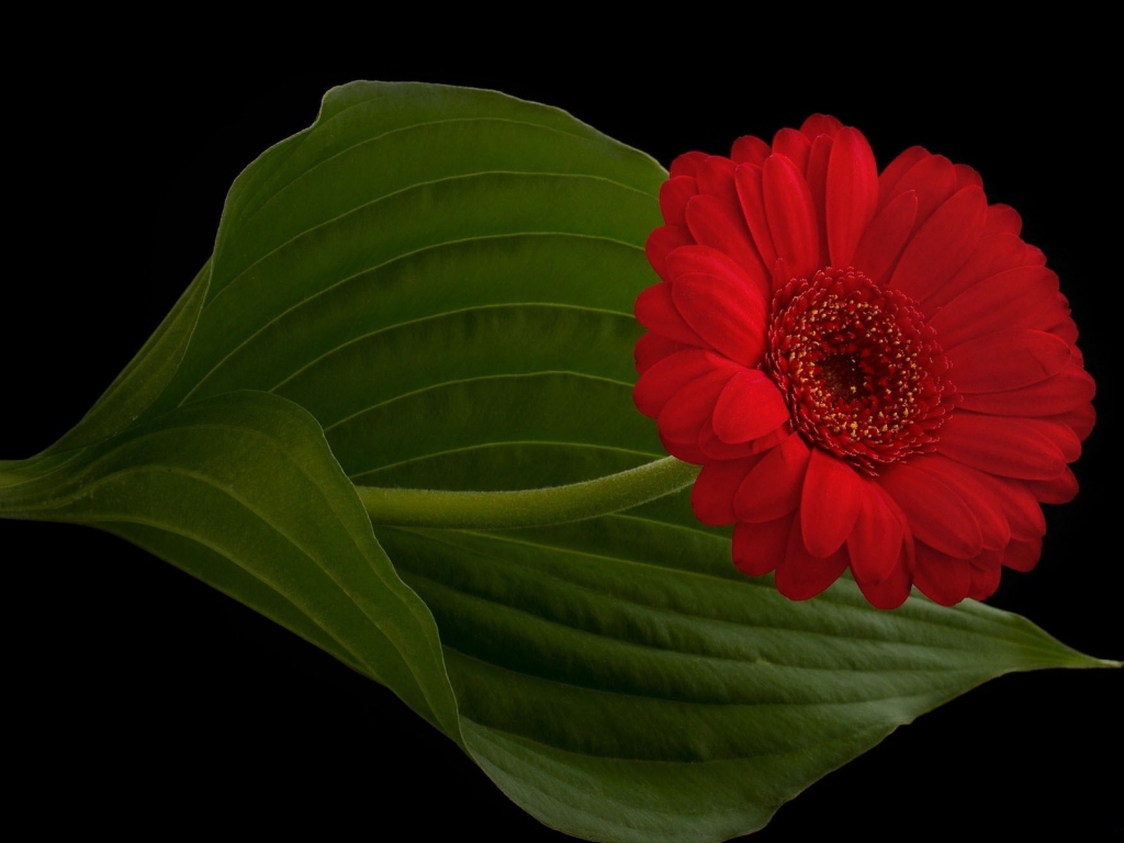 Red Gerbera for 1024 x 768 resolution