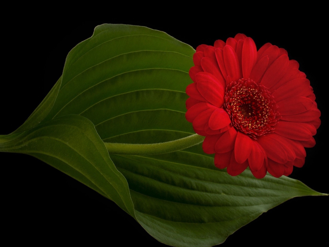 Red Gerbera for 1152 x 864 resolution