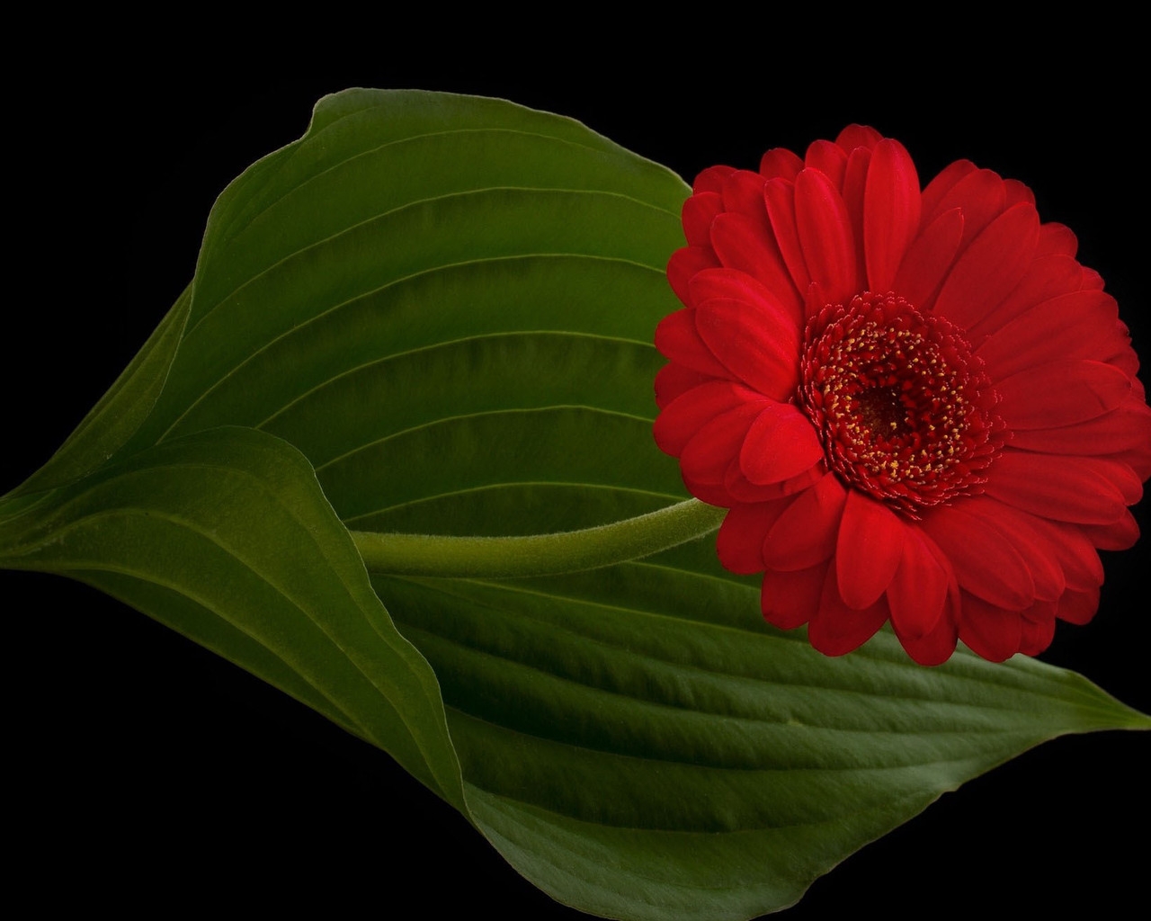 Red Gerbera for 1280 x 1024 resolution
