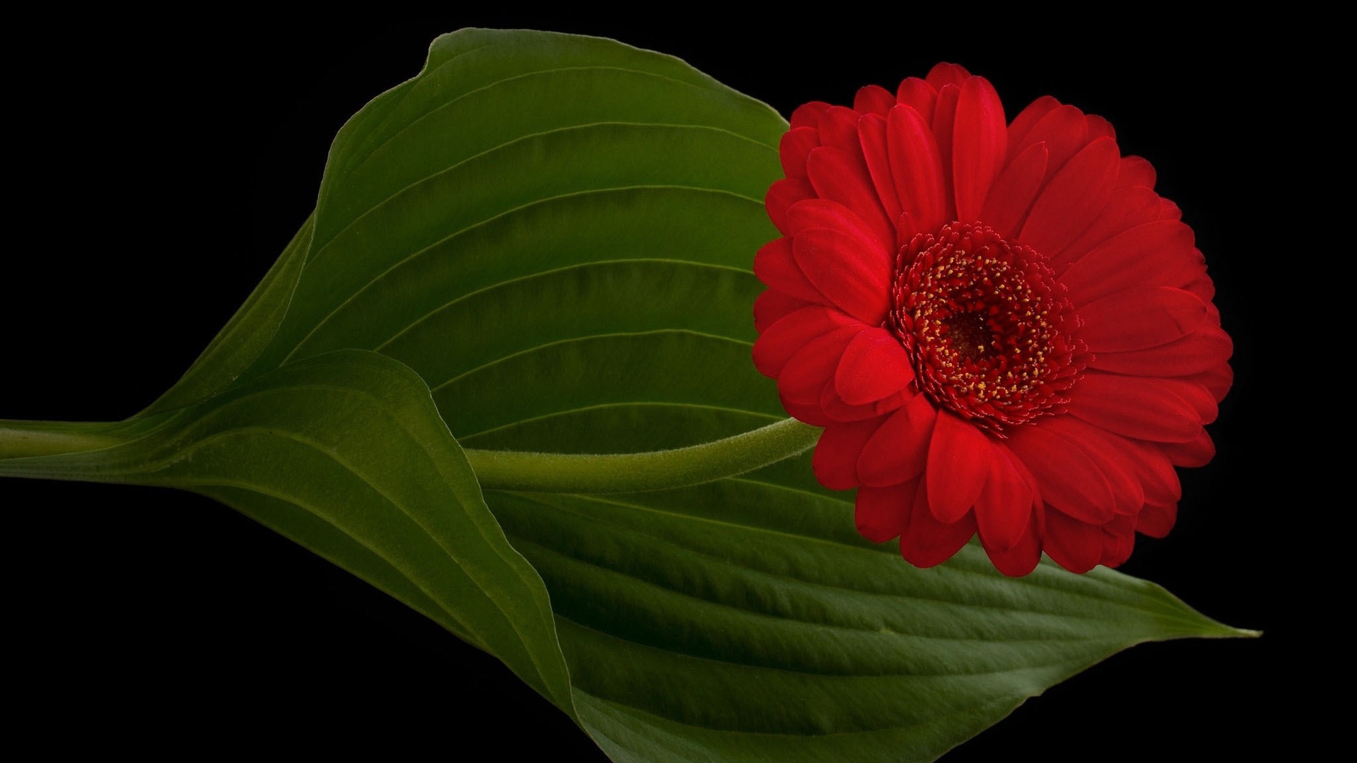 Red Gerbera for 1920 x 1080 HDTV 1080p resolution