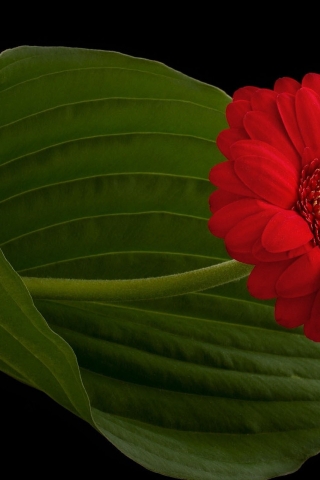 Red Gerbera for 320 x 480 iPhone resolution
