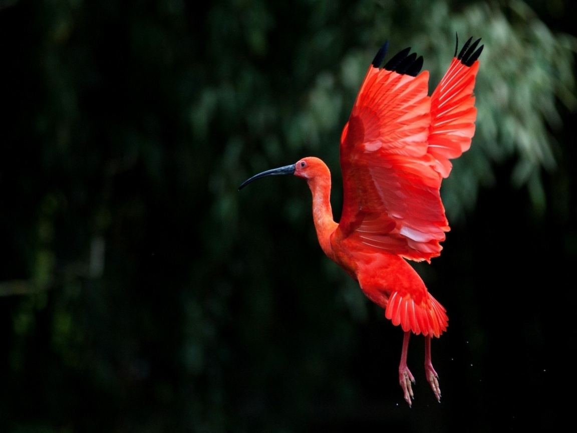 Red Ibis bird Flying for 1152 x 864 resolution