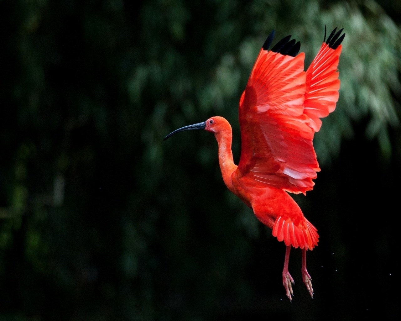 Red Ibis bird Flying for 1280 x 1024 resolution