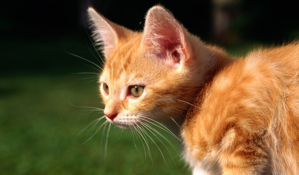 Red Kitten for 1024 x 600 widescreen resolution