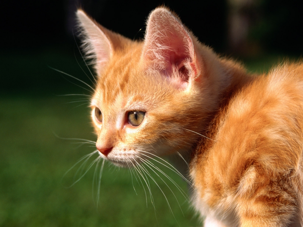 Red Kitten for 1024 x 768 resolution